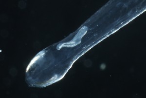  ( - PZ0787)  @11 [ ] by-nc-sa (2023) Luis Martell University Museum of Bergen, Natural History Collections