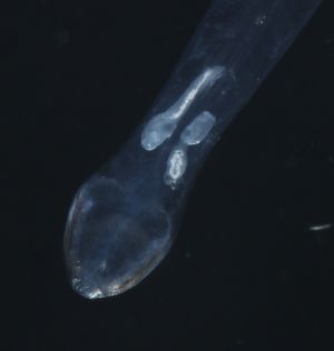 ( - PZ0792)  @11 [ ] by-nc-sa (2023) Luis Martell University Museum of Bergen, Natural History Collections