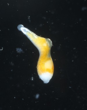  ( - PZ0794)  @11 [ ] by-nc-sa (2023) Luis Martell University Museum of Bergen, Natural History Collections
