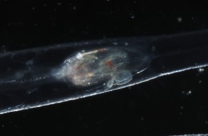 ( - PZ0807)  @11 [ ] by-nc-sa (2023) Luis Martell University Museum of Bergen, Natural History Collections