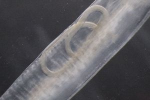  ( - PZ0876)  @11 [ ] by-nc-sa (2023) Luis Martell University Museum of Bergen, Natural History Collections