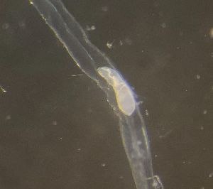  ( - PZ0965)  @11 [ ] by-nc-sa (2023) Luis Martell University Museum of Bergen, Natural History Collections