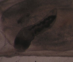  ( - PZ1002)  @11 [ ] by-nc-sa (2023) Luis Martell University Museum of Bergen, Natural History Collections