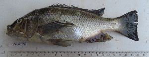  (Oreochromis hunteri - Sample-PBCO027)  @11 [ ] No rights reserved  Unspecified Unspecified