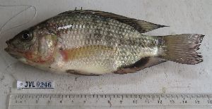  (Oreochromis esculentus - Sample-PBCO067)  @11 [ ] No rights reserved  Unspecified Unspecified