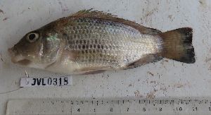  (Oreochromis cf. korogwe - Sample-PBCO119)  @11 [ ] No rights reserved  Unspecified Unspecified