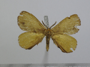  ( - BC-Basq 2825)  @13 [ ] Copyright (2011) Patrick Basquin Research Collection of Patrick Basquin