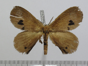  (Stenoglene bimaculatus - BC-Basq 2900)  @13 [ ] Copyright (2011) Patrick Basquin Research Collection of Patrick Basquin