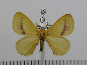  ( - BC-Basq 2935)  @11 [ ] Copyright (2011) Patrick Basquin Research Collection of Patrick Basquin