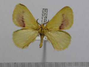  (Stenoglene roseus - BC-Basq 2936)  @14 [ ] Copyright (2011) Patrick Basquin Research Collection of Patrick Basquin