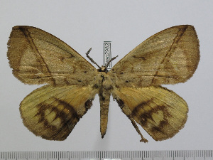  (Acrojana rosacea - BC-Basq 2982)  @14 [ ] Copyright (2011) Patrick Basquin Research Collection of Patrick Basquin