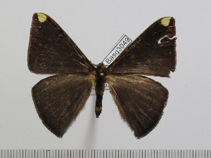 (Drepanojana fasciata - BC-Basq 3049)  @14 [ ] Copyright (2011) Patrick Basquin Research Collection of Patrick Basquin
