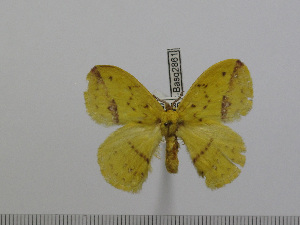  (Stenoglene citrineiocea - BC-Basq 2861)  @13 [ ] Copyright (2011) Patrick Basquin Research Collection of Patrick Basquin