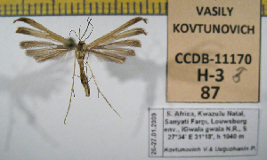  (Pterophorus rhyparias - 2011-87)  @13 [ ] Unspecified (default): All Rights Reserved  2011.2739 Unspecified