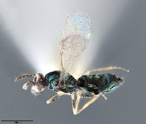  ( - DBM 06)  @11 [ ] CreativeCommons - Attribution Share-Alike (2025) Unspecified Florida State Collection of Arthropods