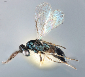  ( - DBM 07)  @11 [ ] CreativeCommons - Attribution Share-Alike (2025) Unspecified Florida State Collection of Arthropods