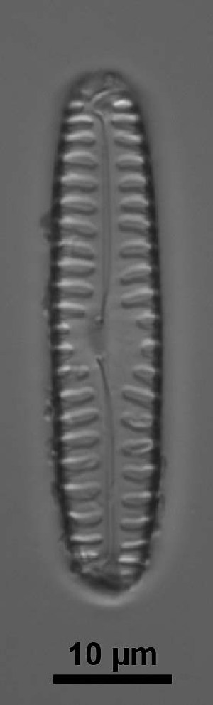  ( - MIT7 13)  @11 [ ] Copyright (2014) Pieter Vanormelingen Ghent University