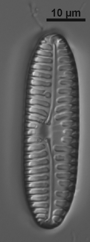  ( - VEGA L35C 6)  @11 [ ] Copyright (2014) Pieter Vanormelingen Ghent University