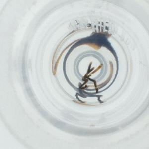  ( - PBRI_002_A1)  @11 [ ] by  Genome Research Ltd as Wellcome Sanger Institute Genome Research Limited operating as Wellcome Sanger Institute