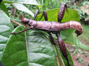  (Eurycantha calcarata - JH-0074)  @14 [ ] CreativeCommons - Attribution Non-Commercial Share-Alike (2012) Paul Brock Unspecified