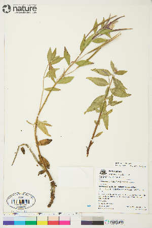  (Epilobium latifolium - NH-12-052)  @11 [ ] Copyright (2018) Unspecified Canadian Museum of Nature