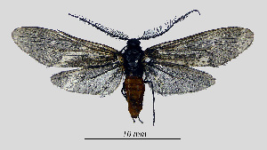  (Illiberis flaviventris - MOBE143)  @11 [ ] by-nc-sa (2020) B. Mollet Unspecified