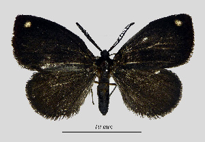  (Arbudoides chuongi - MOBE169)  @11 [ ] by-nc-sa (2020) B. Mollet Unspecified