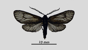  ( - MOBE1_407)  @11 [ ] by-nc-sa (2020) B, Mollet Unspecified