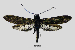  (Arachotia - MOBE1_408)  @11 [ ] by-nc-sa (2020) B, Mollet Unspecified