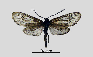  ( - MOBE1_409)  @11 [ ] by-nc-sa (2020) B, Mollet Unspecified