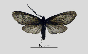  ( - MOBE1_411)  @11 [ ] by-nc-sa (2020) B, Mollet Unspecified