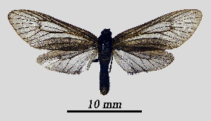  ( - MOBE1_425)  @11 [ ] by-nc-sa (2020) B, Mollet Unspecified