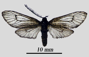  ( - MOBE1_426)  @11 [ ] by-nc-sa (2020) B, Mollet Unspecified