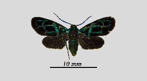  (Clelea - MOBE1_428)  @11 [ ] by-nc-sa (2020) B, Mollet Unspecified