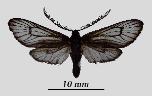  ( - MOBE1_429)  @11 [ ] by-nc-sa (2020) B, Mollet Unspecified