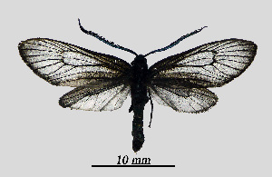  ( - MOBE1_433)  @11 [ ] by-nc-sa (2020) B, Mollet Unspecified