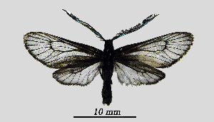  ( - MOBE1_437)  @11 [ ] by-nc-sa (2020) B, Mollet Unspecified