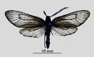  ( - MOBE1_442)  @11 [ ] by-nc-sa (2020) B, Mollet Unspecified