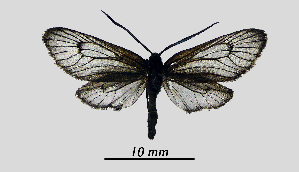  ( - MOBE1_450)  @11 [ ] by-nc-sa (2020) B, Mollet Unspecified