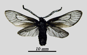  ( - MOBE1_479)  @11 [ ] by-nc-sa (2020) B, Mollet Unspecified