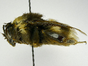  (Bombus albocinctus - SHMEL-F07)  @13 [ ] Copyright (2011) Timofey V. Levchenko State Darwin museum