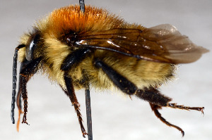  (Bombus laesus - SHMEL-G07)  @14 [ ] Copyright (2011) Yury N. Danilov Institute of Systematic and Ecology of Animals SB RAS