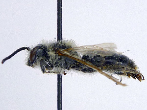  (Andrena ovatula - SHMELa-E12)  @14 [ ] Copyright (2011) Timofey V. Levchenko State Darwin museum
