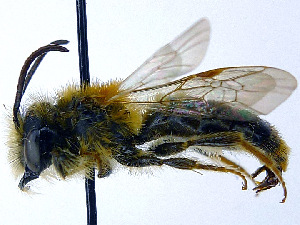  (Andrena helvola - SHMELa-G10)  @15 [ ] Copyright (2011) Timofey V. Levchenko State Darwin museum