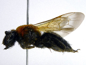  (Andrena gallica - SHMELa-H11)  @14 [ ] Copyright (2011) Timofey V. Levchenko State Darwin museum