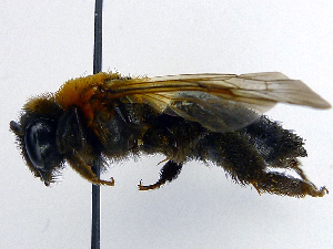  (Andrena thoracica - SHMELb-G06)  @14 [ ] Copyright (2011) Timofey V. Levchenko State Darwin museum