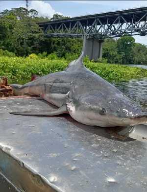  (STRI-X-6485 - STRI-X-6485)  @11 [ ] CreativeCommons - Attribution Share-Alike (2025) Unspecified Smithsonian Tropical Research Institute