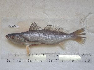  (Cynoscion reticulatus - STRI-X-6378)  @11 [ ] No Rights Reserved (2023) Unspecified Smithsonian Tropical Research Institute