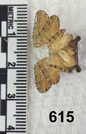  ( - PCINV_615)  @11 [ ] No Rights Reserved (2025) Unspecified Smithsonian Tropical Research Institute