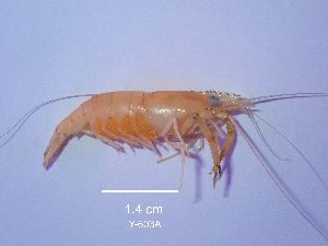  (Macrobrachium olfersii - PCINV_Y-603A)  @11 [ ] Unspecified (default): All Rights Reserved (2025) No Rights Reserved Smithsonian Tropical Research Institute